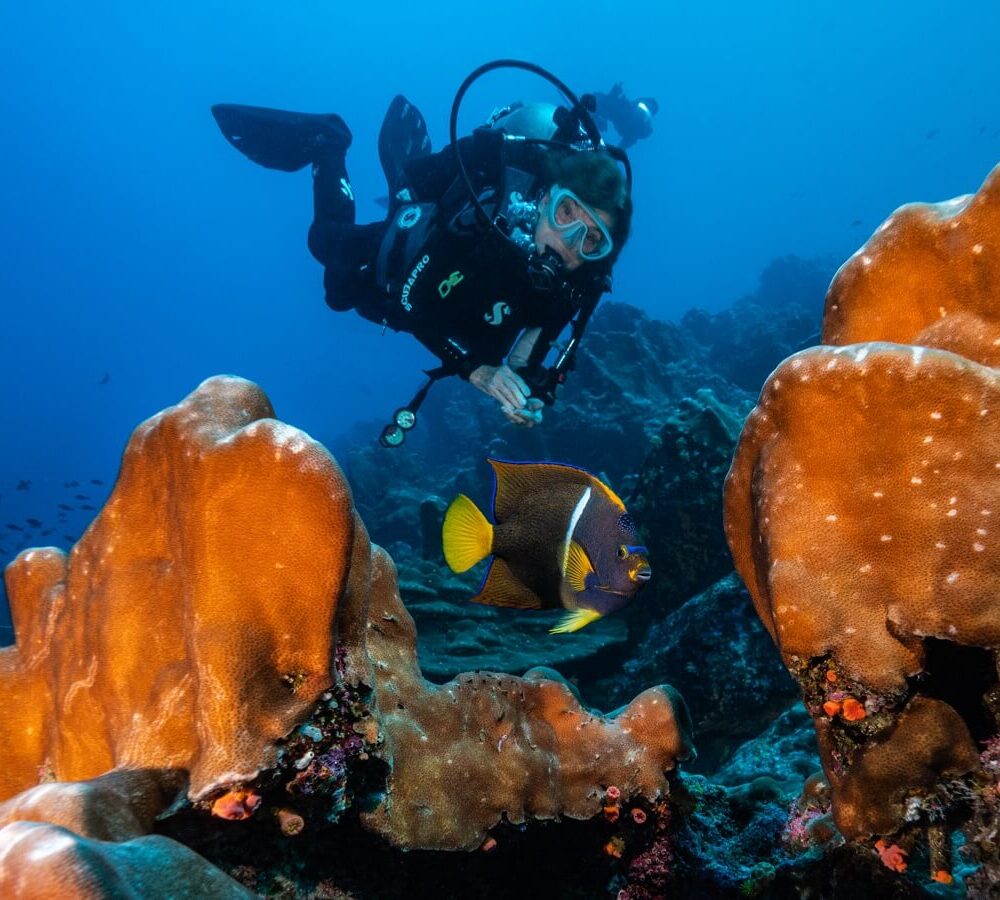 A scuba diver explores a vibrant underwater scene with large orange coral formations and a bright yellow fish.